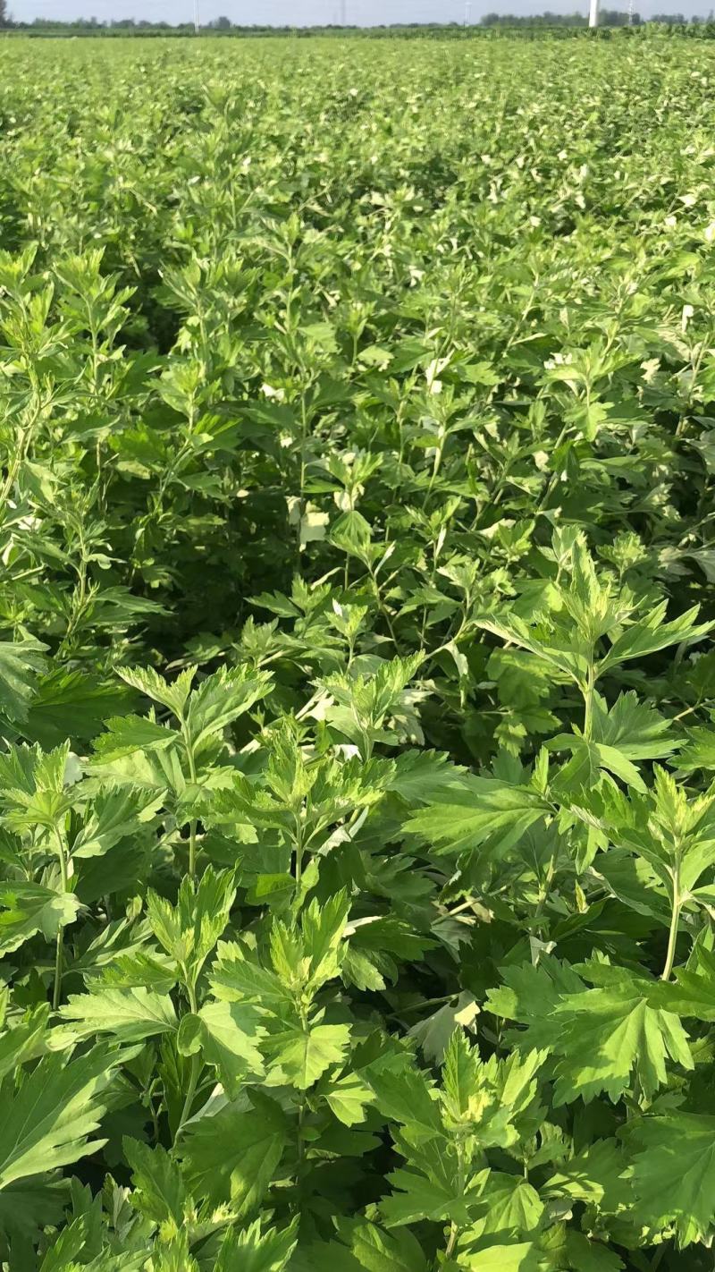 全颗艾草原料出销。1300亩。1.2.3茬全颗800顿
