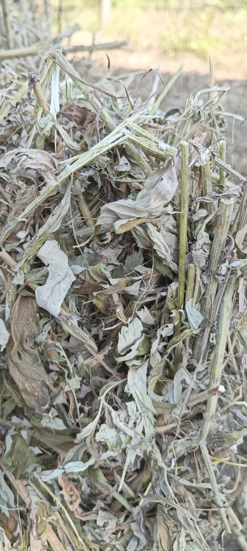 全颗艾草原料出销。1300亩。1.2.3茬全颗800顿