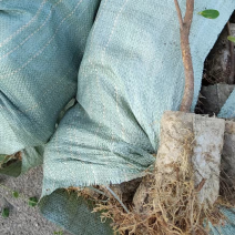 基地自嫁2年高产嫁接油茶苗小杯苗，出油率高！