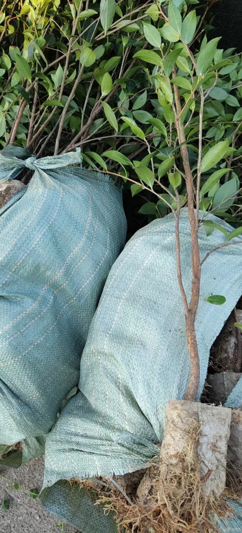 基地自嫁2年高产嫁接油茶苗小杯苗，出油率高！