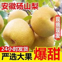 包邮正宗砀山梨皇冠梨酥梨水果当季现摘新鲜梨子10斤