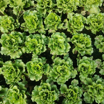 生菜