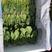菠菜苗，基地直发发供港蔬菜标准，支持各种包装，欢迎选购