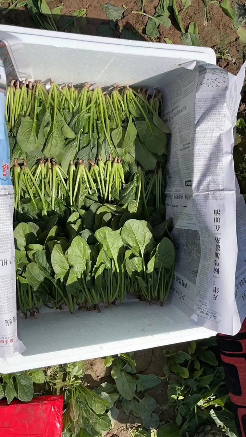 菠菜苗，基地直发发供港蔬菜标准，支持各种包装，欢迎选购