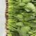 菠菜苗，基地直发发供港蔬菜标准，支持各种包装，欢迎选购