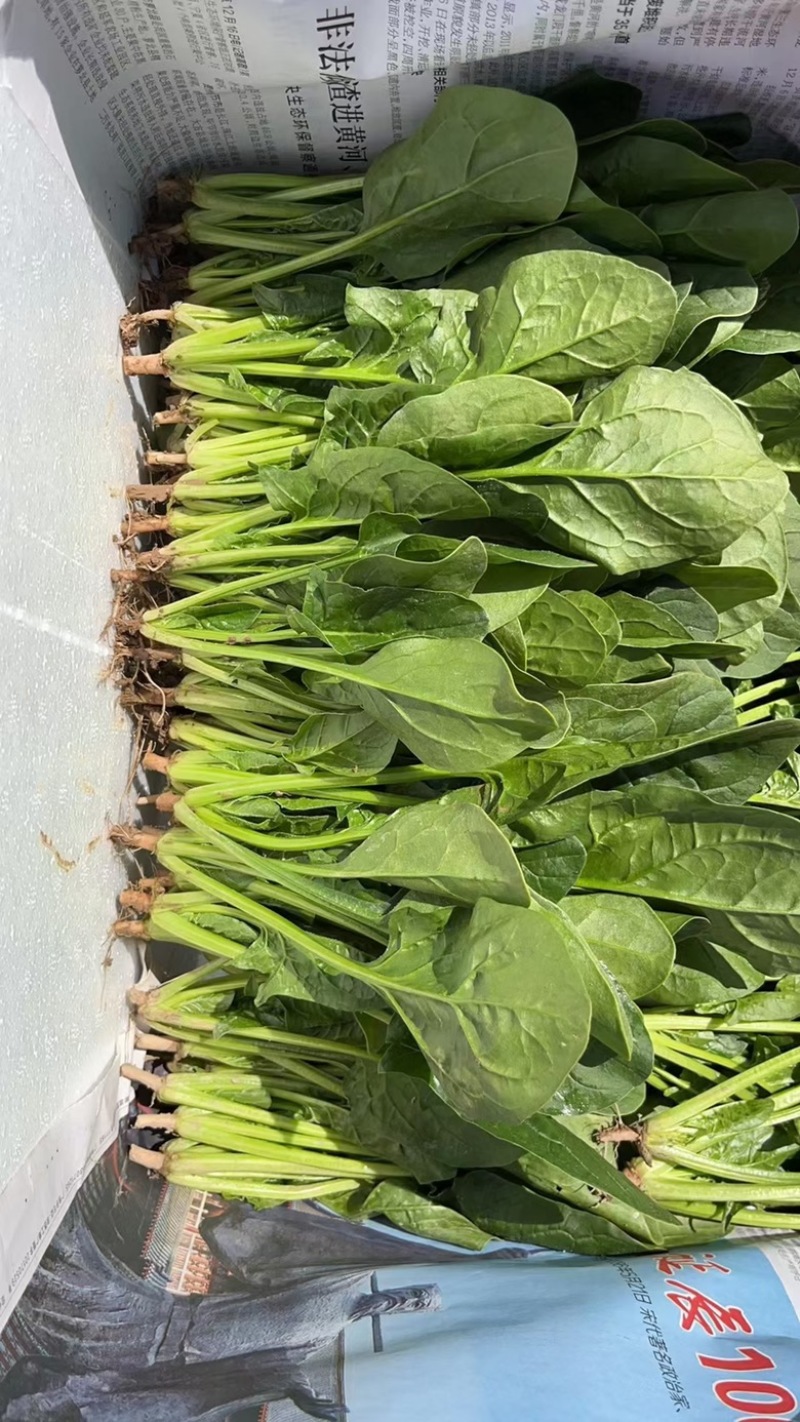 菠菜苗，基地直发发供港蔬菜标准，支持各种包装，欢迎选购