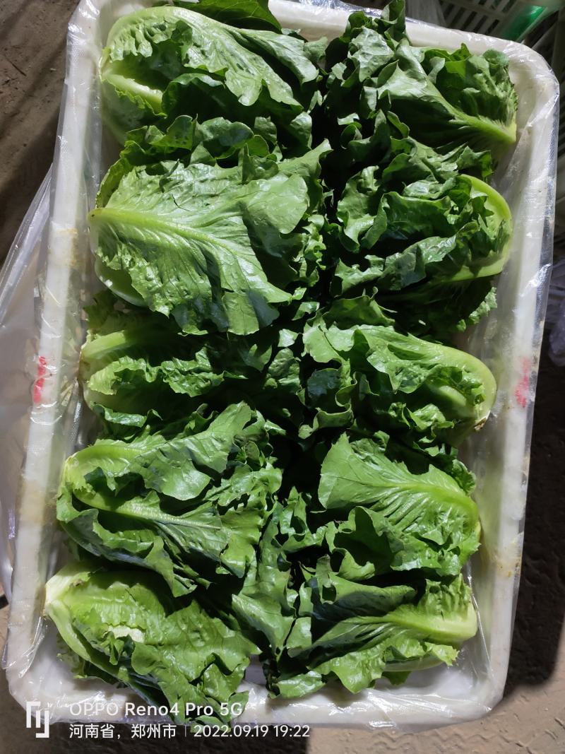 生菜
