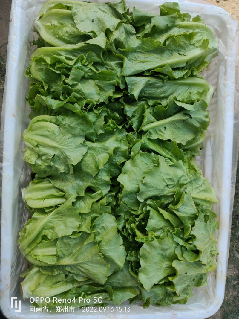 生菜