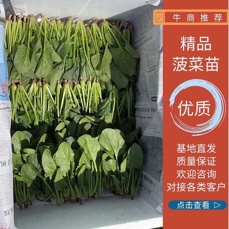 菠菜苗，基地直发发供港蔬菜标准，支持各种包装，欢迎选购