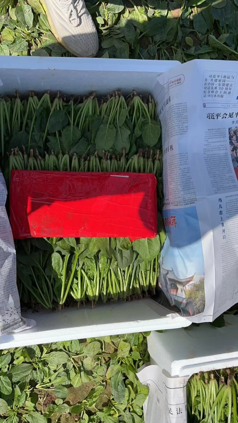 菠菜苗，基地直发发供港蔬菜标准，支持各种包装，欢迎选购
