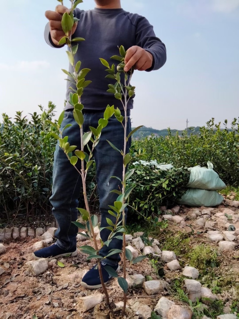 基地自嫁2年高产嫁接油茶苗小杯苗，出油率高！