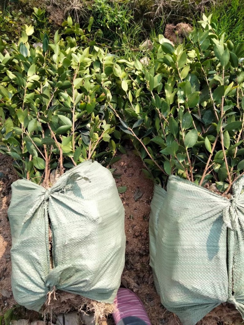 基地自嫁2年高产嫁接油茶苗小杯苗，出油率高！