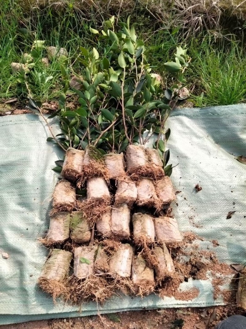基地自嫁2年高产嫁接油茶苗小杯苗，出油率高！