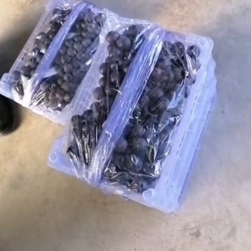 5斤白盒精品葡萄