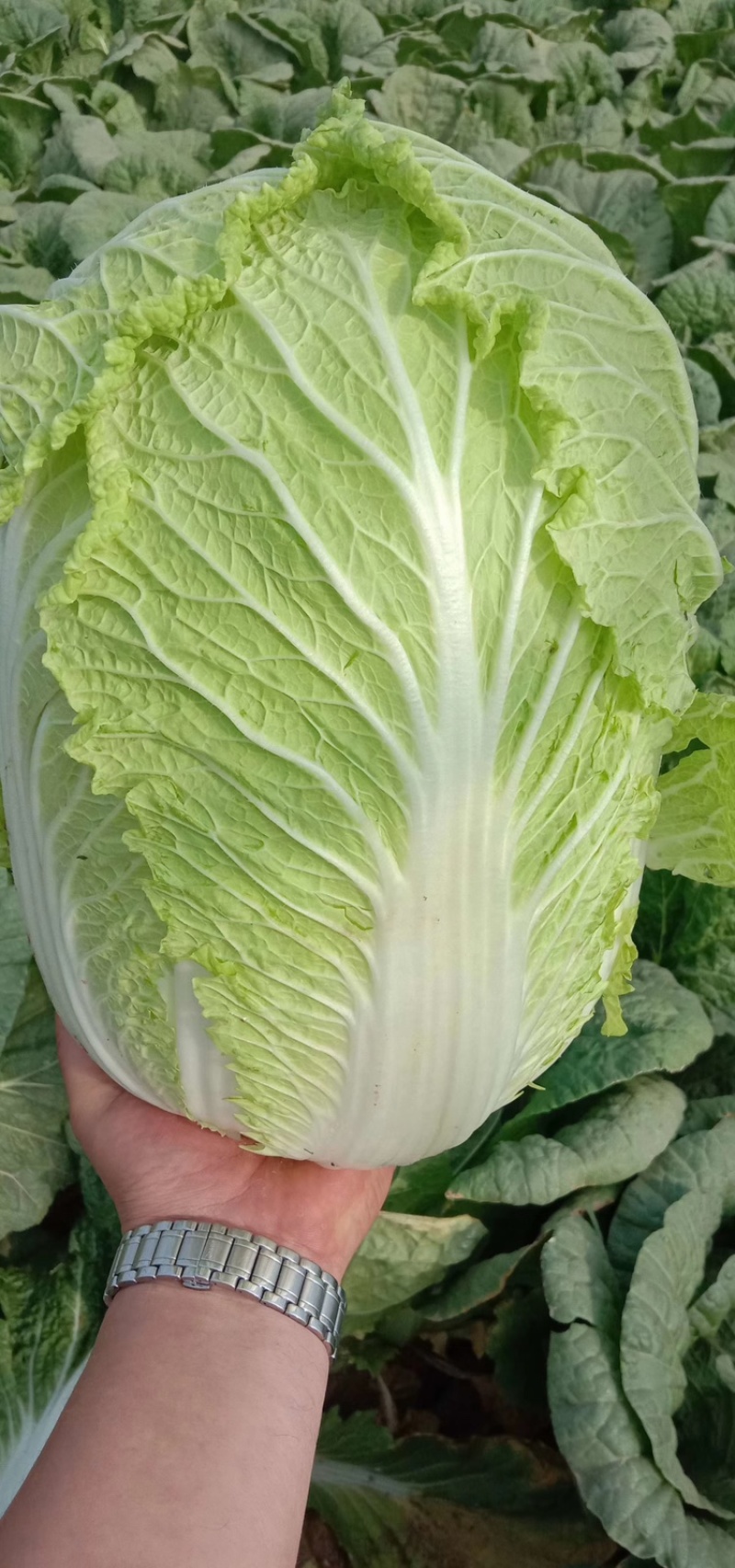 辽宁锦州凌海大白菜大量上市！欢迎各界老板采购