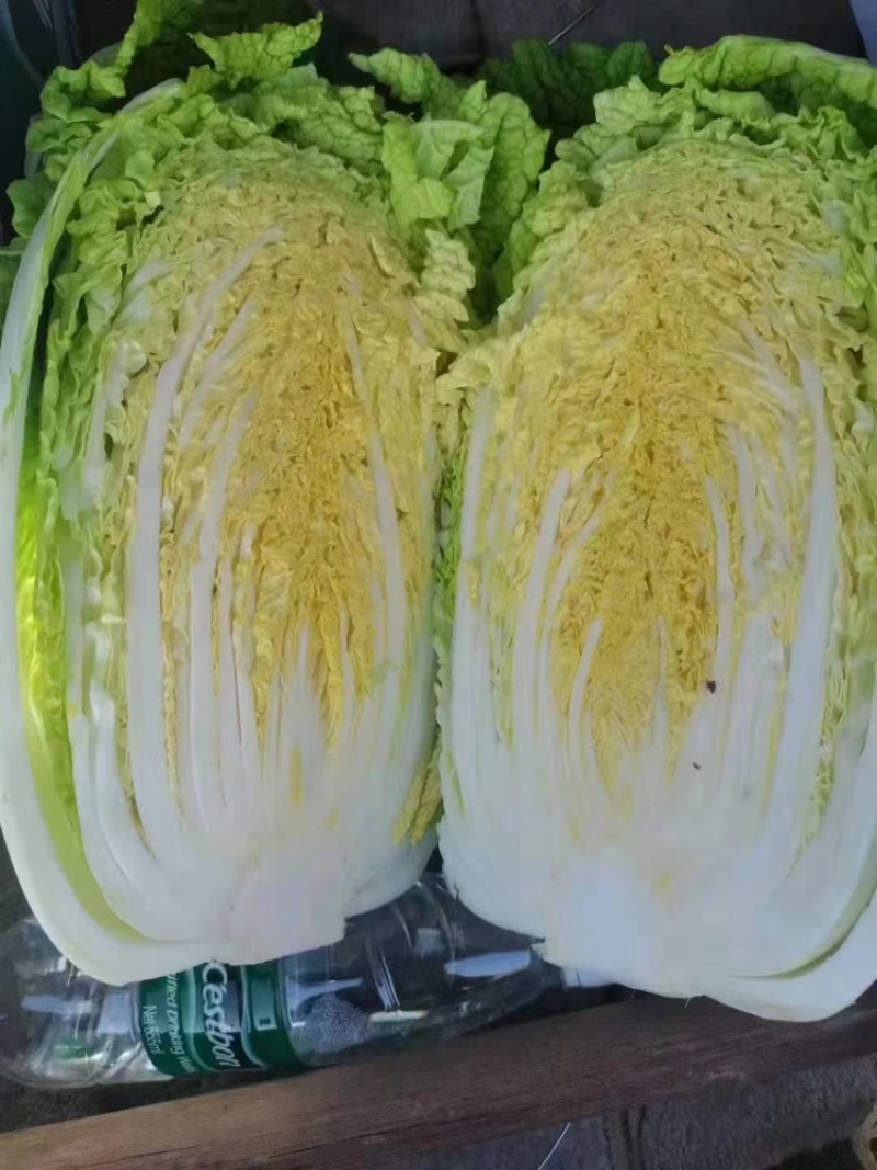 辽宁锦州凌海大白菜大量上市！欢迎各界老板采购