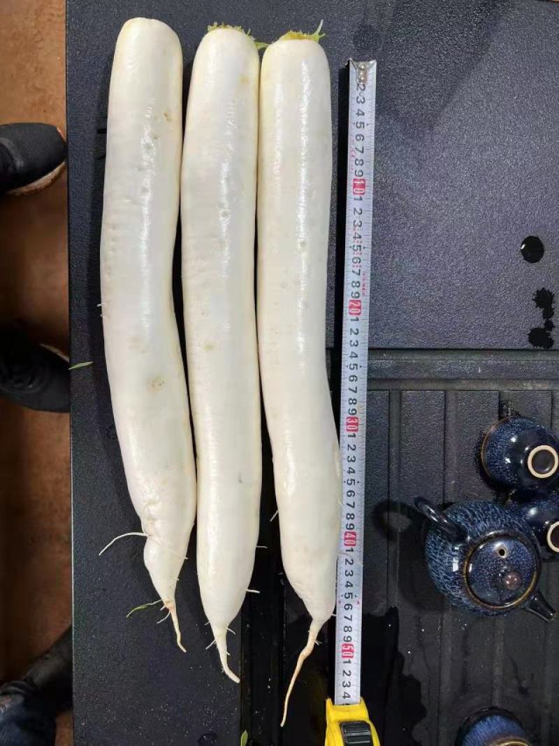 加工、长美型、萝卜。有需要的老板可以联系我