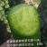 青萝卜丝