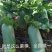青萝卜丝