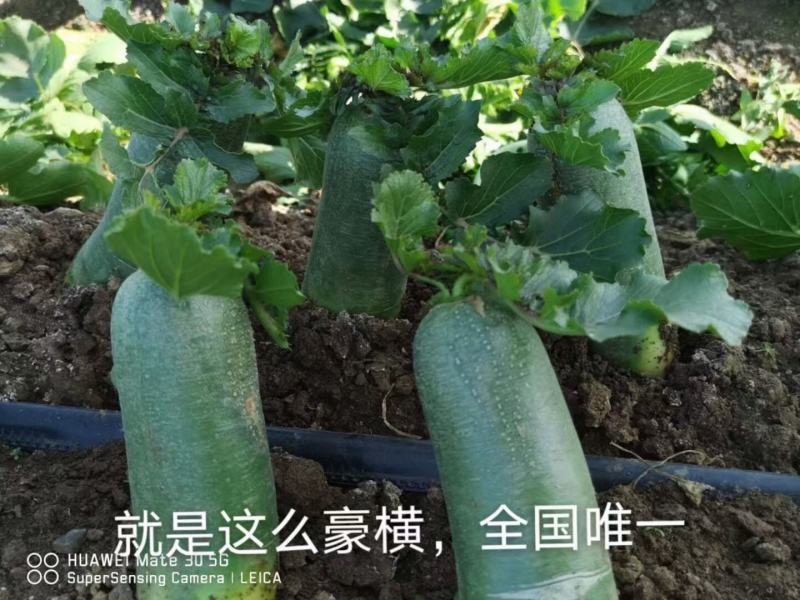 青萝卜丝
