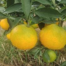 眉山爱媛38果冻橙已开始上市，需要的老板
