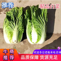 精选白菜，黄心大白菜，产地一手货源，代发全国，诚信经营