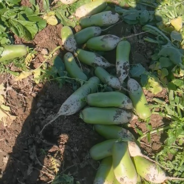 青萝卜，适合批发商咸菜厂电商大量供应保质保量对接全国