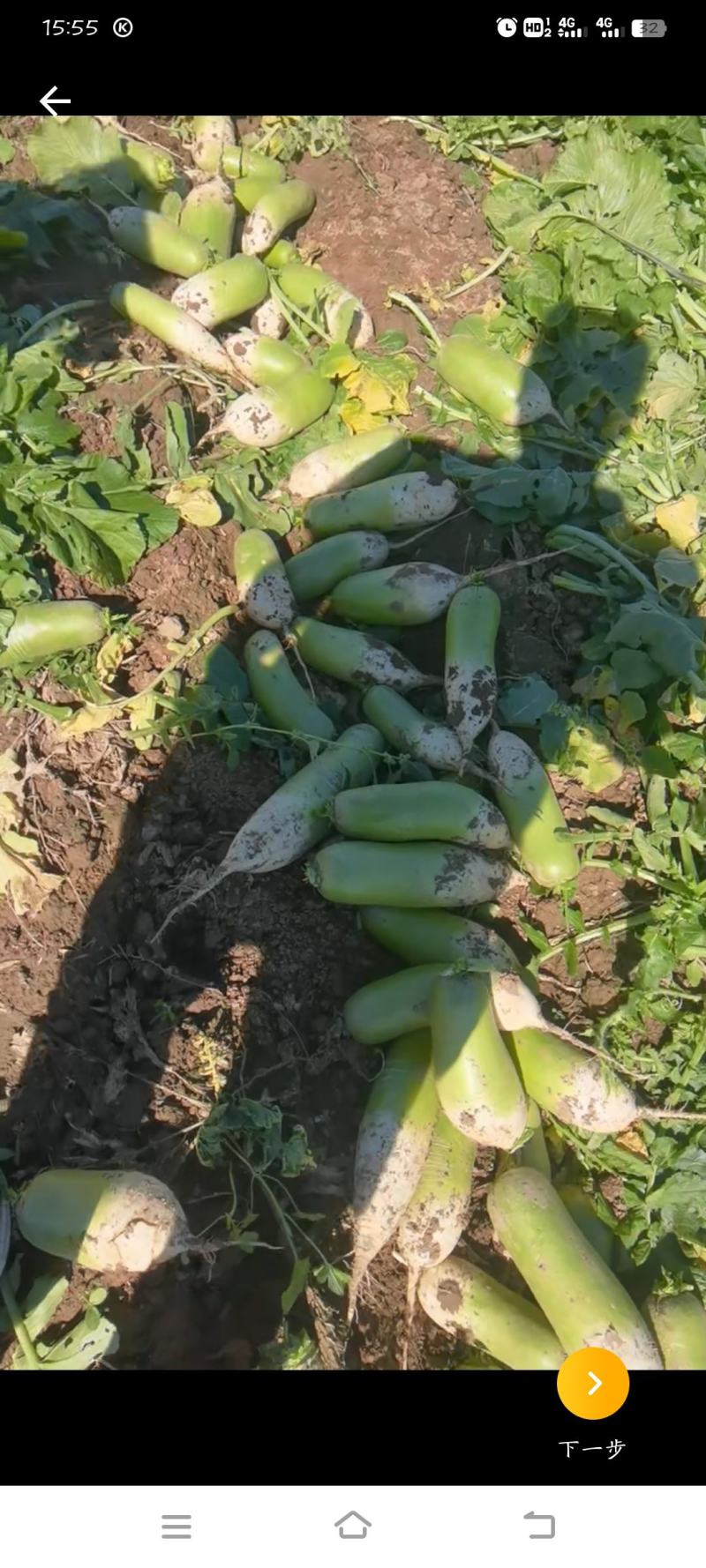 青萝卜，适合批发商咸菜厂电商大量供应保质保量对接全国
