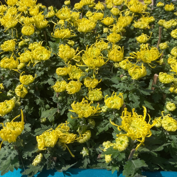国庆菊花，各种品种大量有货