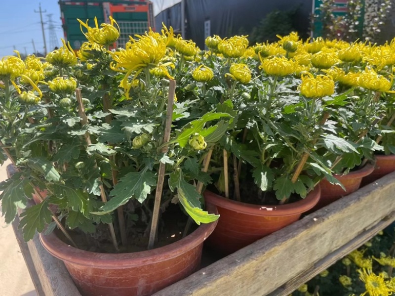 国庆菊花，各种品种大量有货
