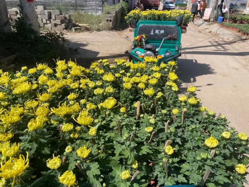 国庆菊花，各种品种大量有货