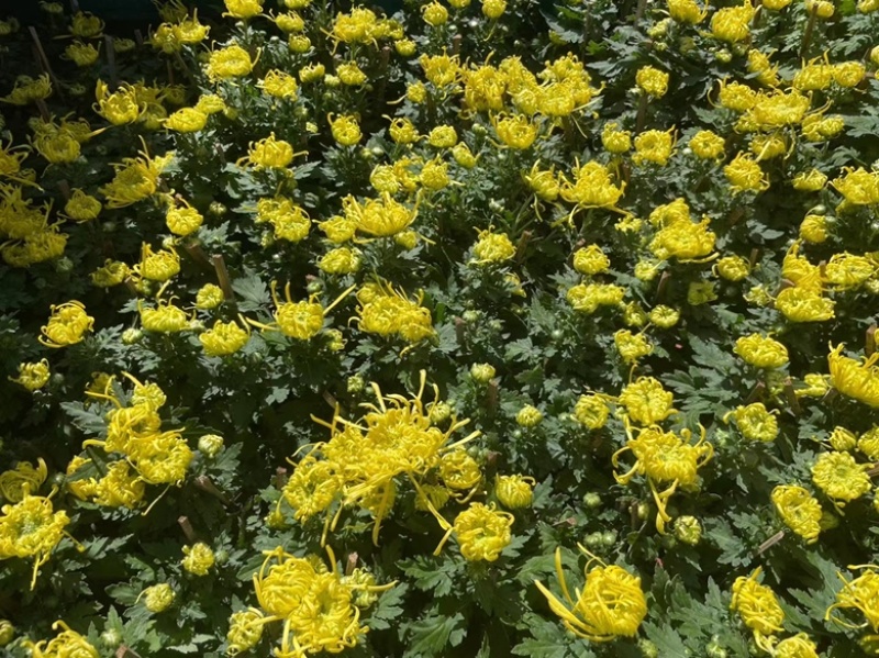国庆菊花，各种品种大量有货