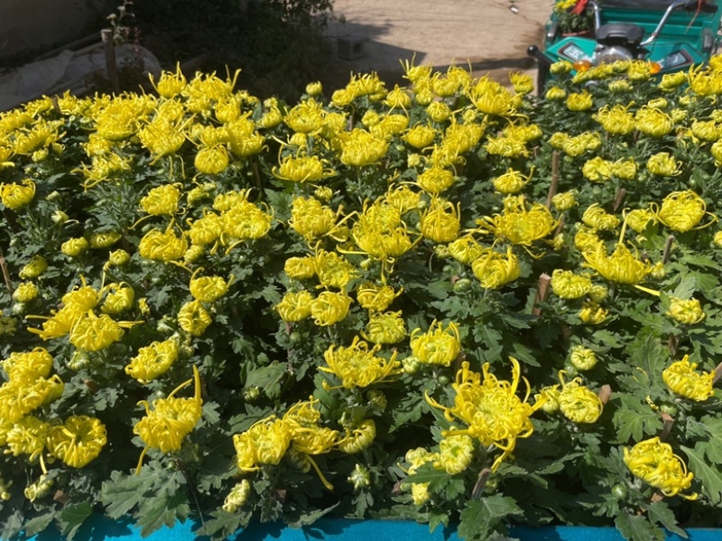 国庆菊花，各种品种大量有货