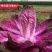 紫白菜种子中熟生长期约75天左右南北均可种植