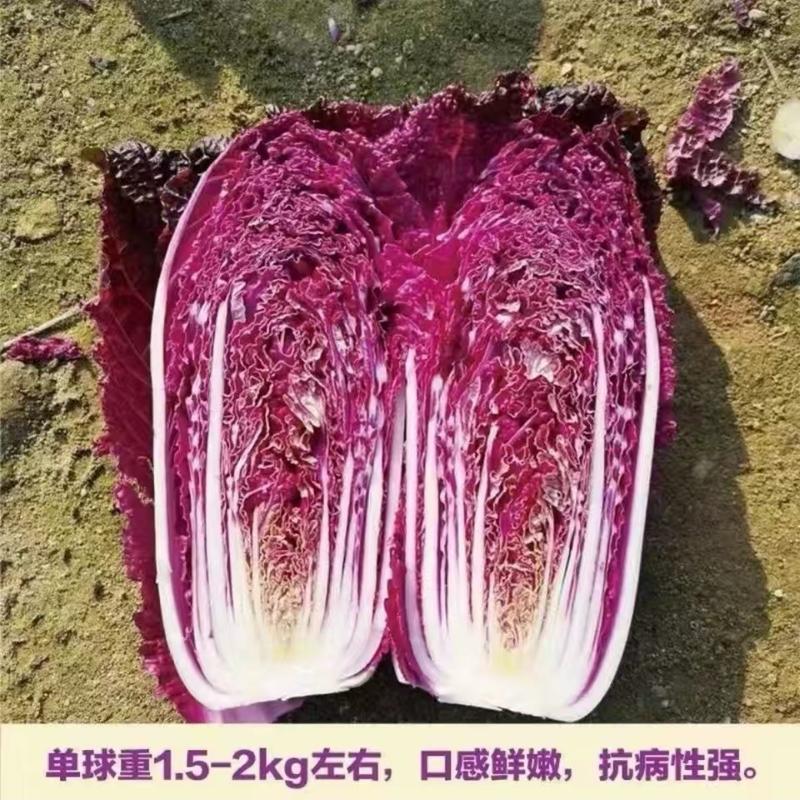 紫白菜种子中熟紫色白菜种子包心白菜种子四季耐寒秋播高产
