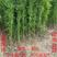 【优质】江苏沭阳四季青竹优质移植竹苗现挖现卖成活率高