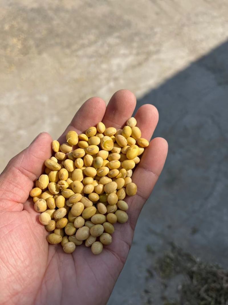 优质黄豆安徽黄豆过双比重筛，颗粒饱满色泽圆润