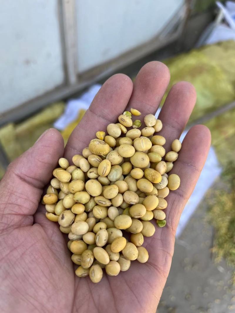 优质黄豆安徽黄豆过双比重筛，颗粒饱满色泽圆润