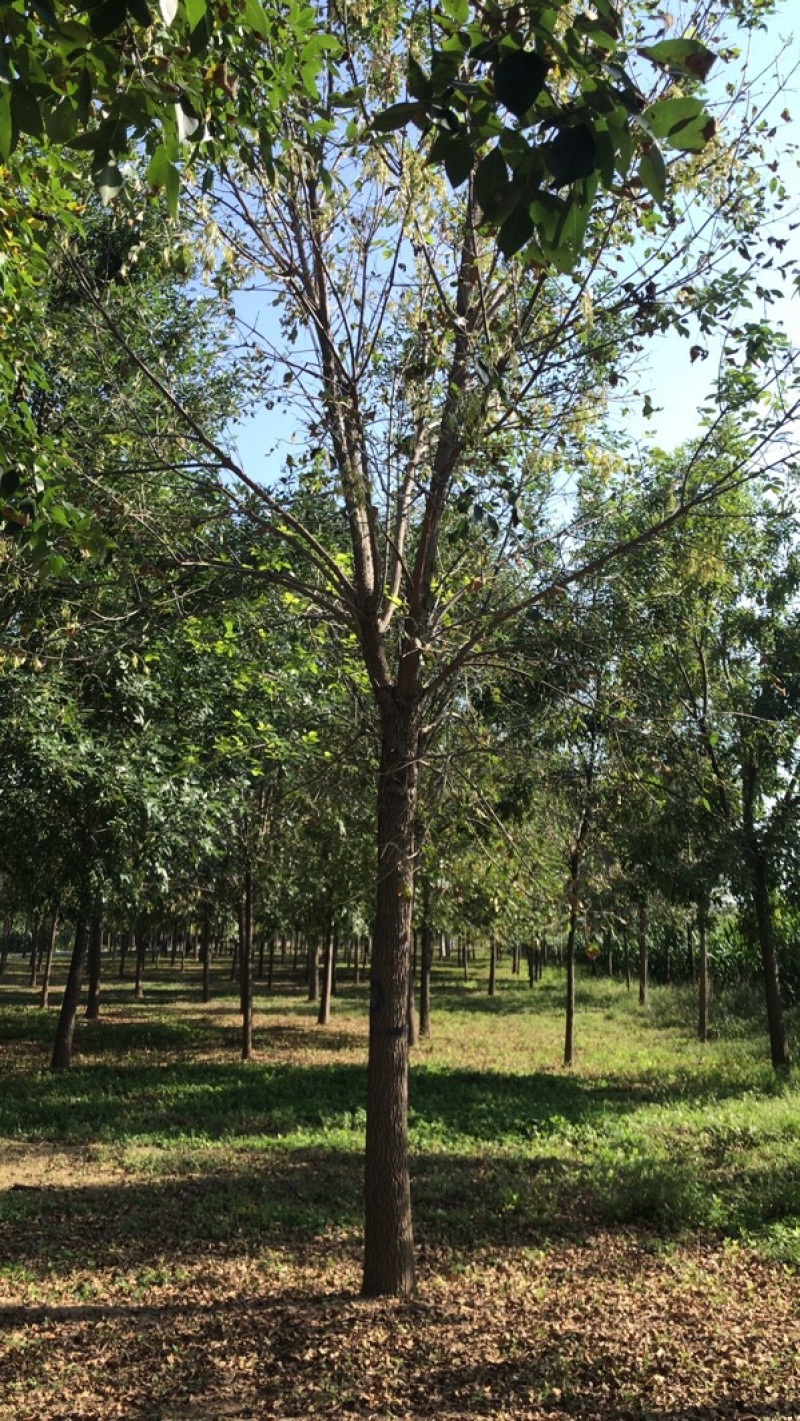 白蜡；园腊；老白腊；速生白蜡；保定白蜡基地