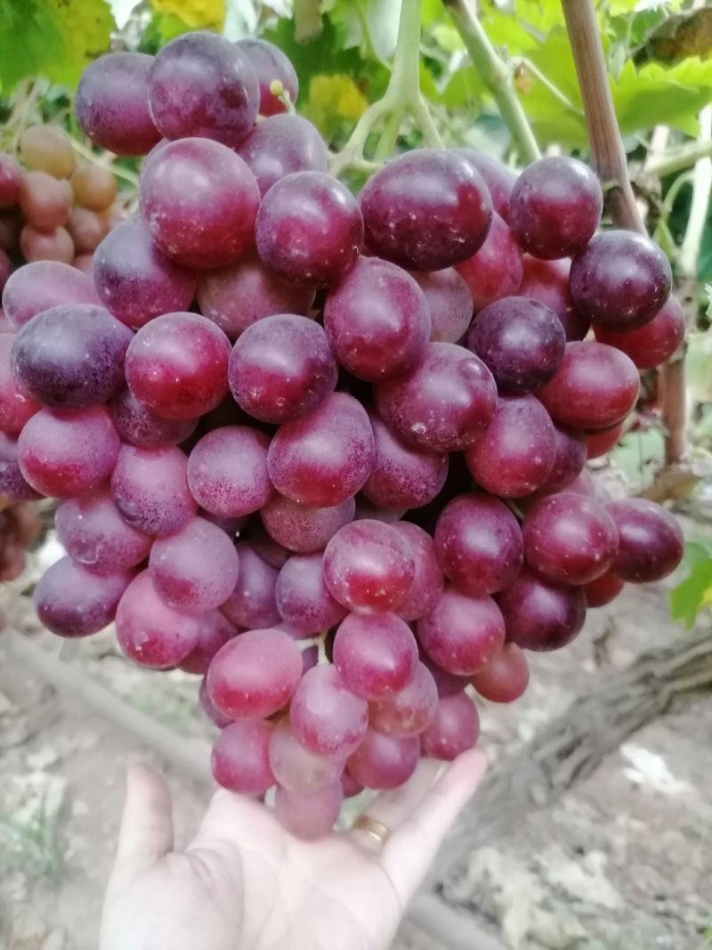 红提葡萄