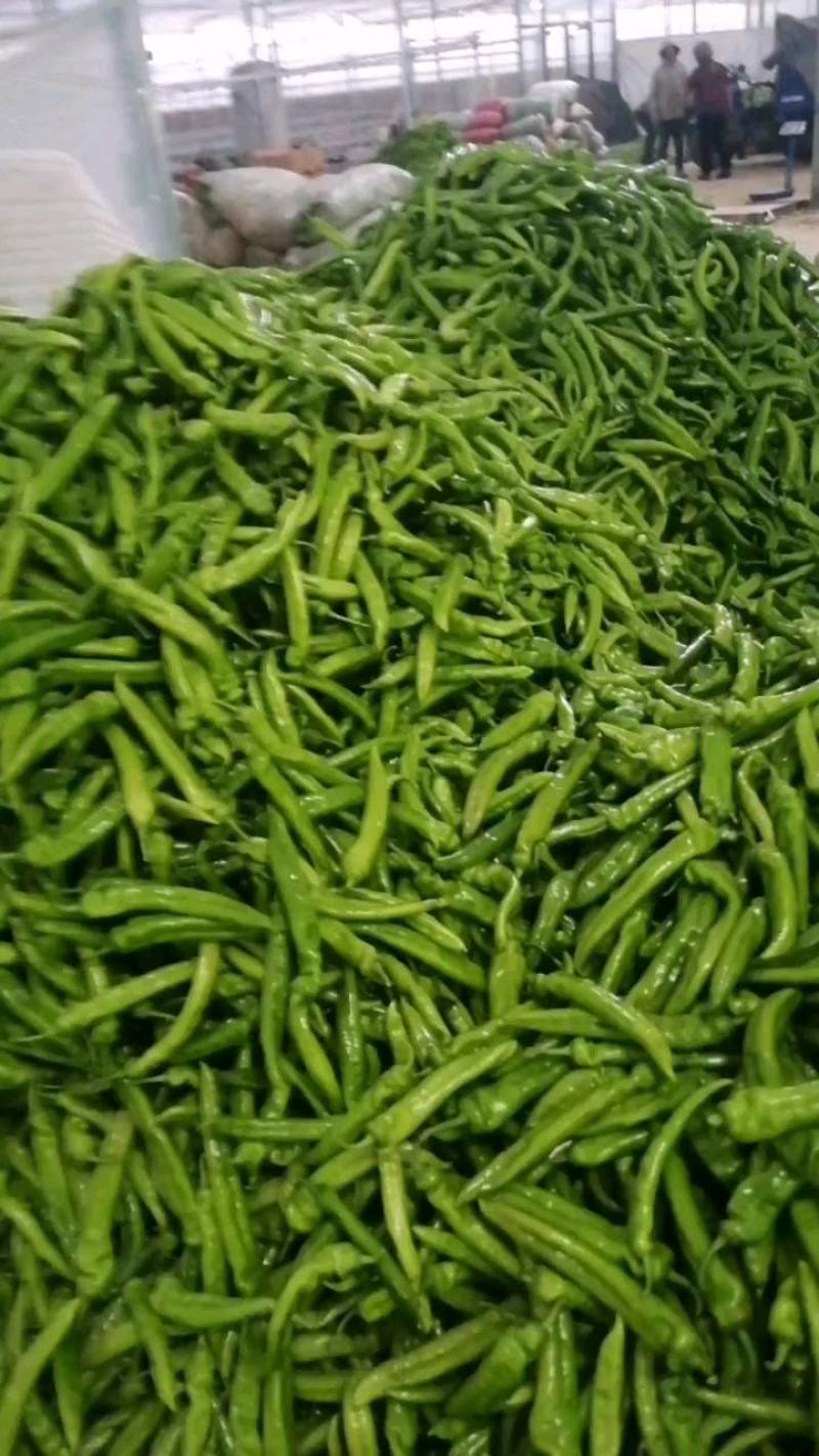 鲜辣椒新鲜上市，颜色鲜亮，货源充足