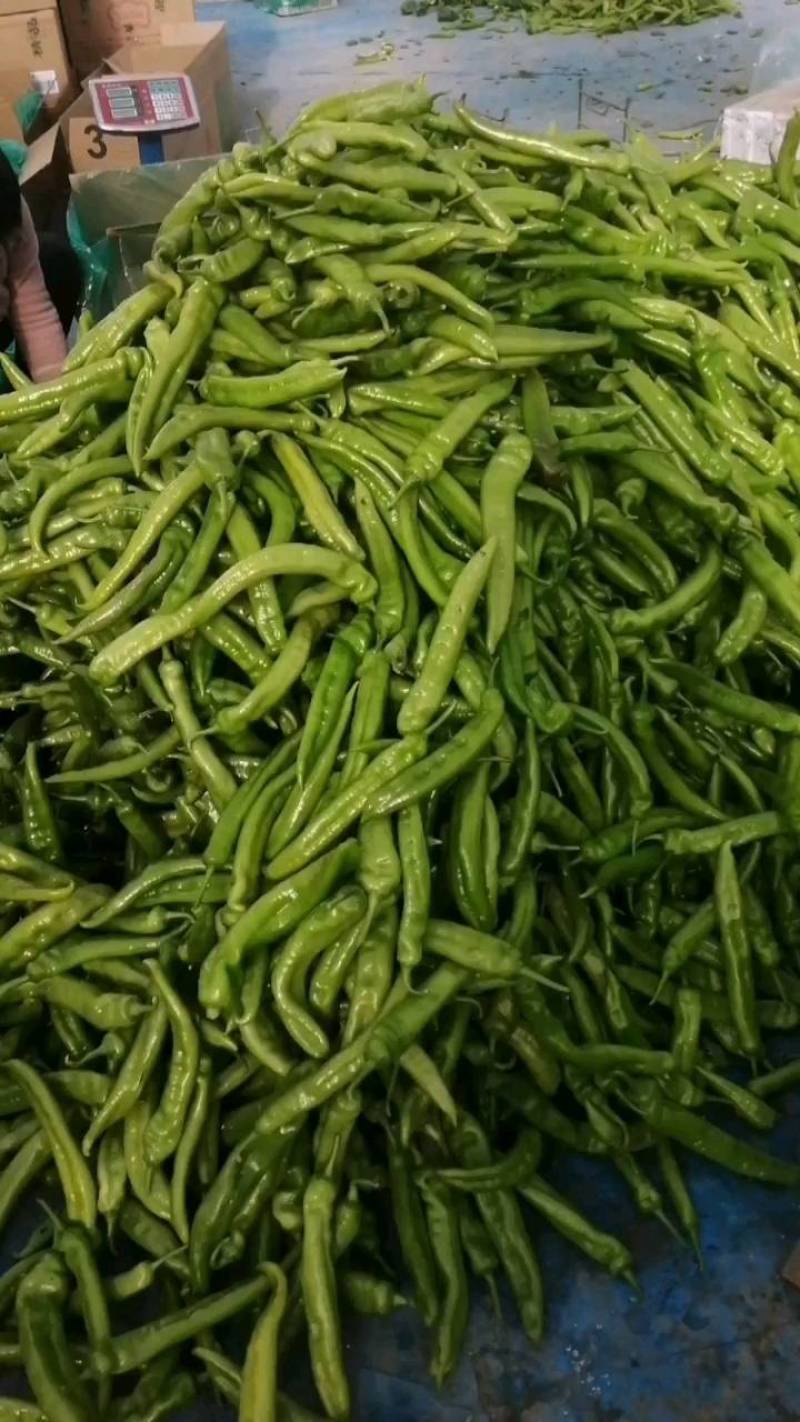尖椒大量有货，颜色亮，果型直，货源充足。果型正，颜色鲜亮