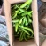 辣椒，新鲜辣椒，青辣椒，大量供应，质优价廉！