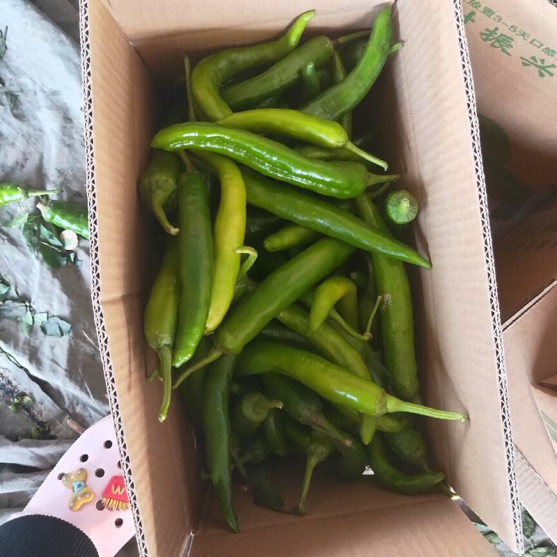辣椒，新鲜辣椒，青辣椒，大量供应，质优价廉！