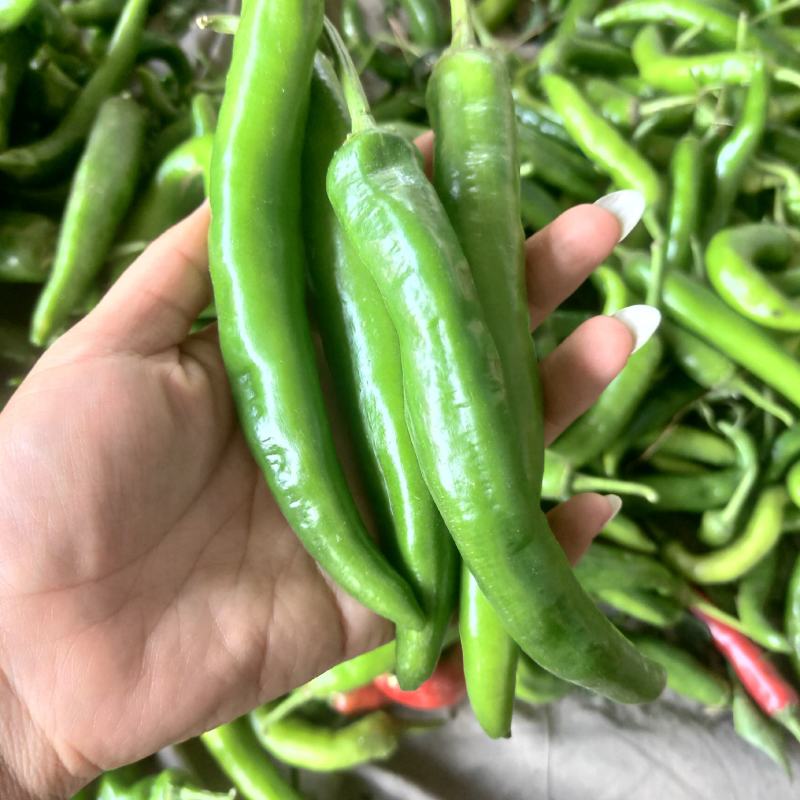 辣椒，新鲜辣椒，青辣椒，大量供应，质优价廉！