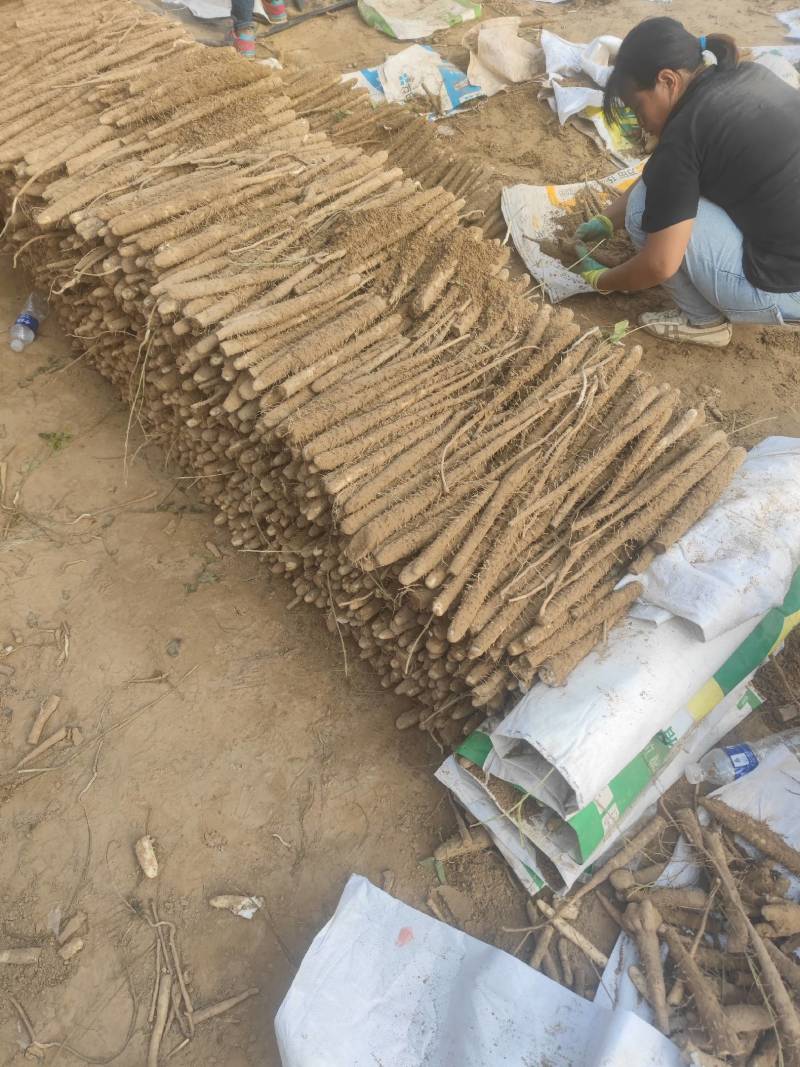 深州小白嘴山药中国山药看河北白嘴山药看深州