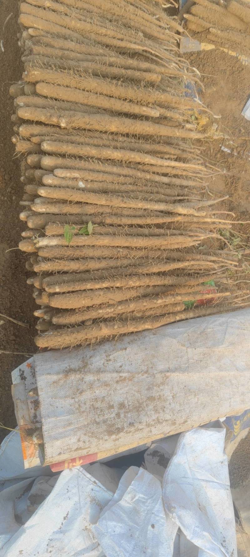 深州小白嘴山药中国山药看河北白嘴山药看深州