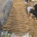 深州小白嘴山药中国山药看河北白嘴山药看深州