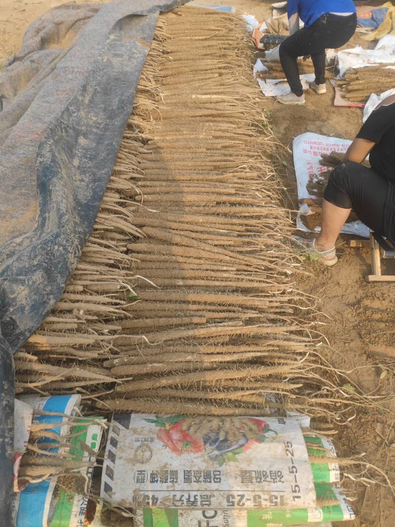 深州小白嘴山药中国山药看河北白嘴山药看深州