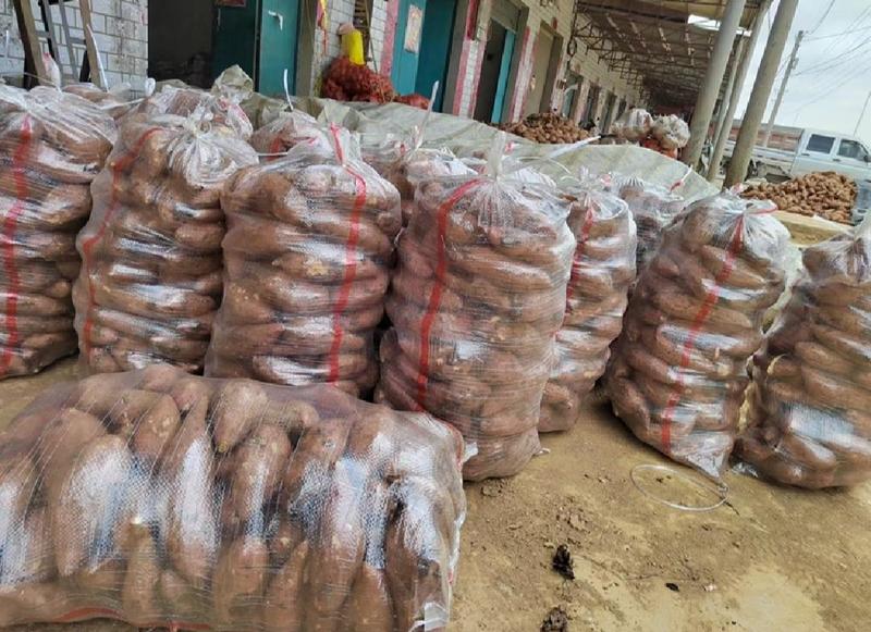山东烟薯25地瓜，西瓜红品种齐全，一手货源保质保量